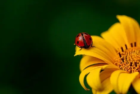 Terms and Conditions of Use Agreement.